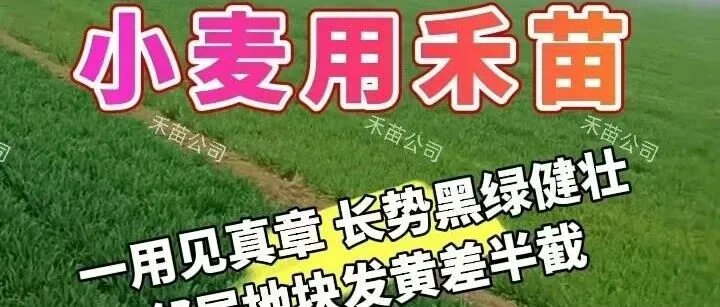 小麦用禾苗 | 一用见真章 长势黑绿健壮 邻居地块发黄差半截