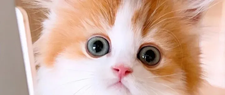 宠物空气净化器吸猫毛哪个牌子好？2025宠物空气净化器排行榜前十名