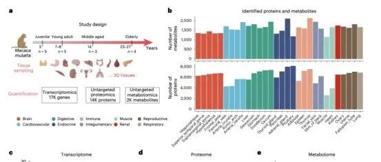 【多组学】恒河猴多组织多组学衰老分子景观研究
