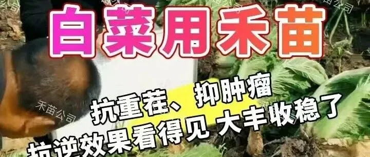 白菜用禾苗 | 抗重茬 抑肿瘤 抗逆效果看得见 大丰收稳了