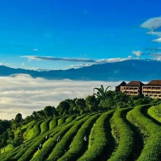 央省媒看<em>臨滄</em> | 打造茶產(chǎn)業(yè)產(chǎn)銷信任鏈！<em>臨滄</em>這個品薦中心不簡單