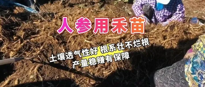 人参用禾苗 | 土壤透气性好 根系壮不烂根 产量稳赚有保障