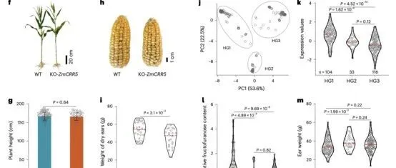 【重测序】甜玉米风味复杂性的遗传基础