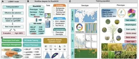 水稻育种 | Rice3kGS：支持水稻大规模基因组选择的<em>高性能</em>在线<em>平台</em>与<em>数据</em>库系统