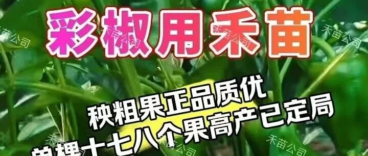 彩椒用禾苗 | 秧粗果正品质优 单棵十七八个果 高产已定局