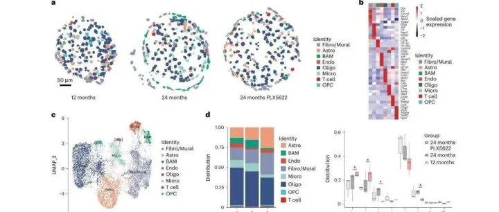 Nature Neuroscience：MERFISH空转分析揭示衰老大脑中神经胶质细胞和免疫细胞的相互作用