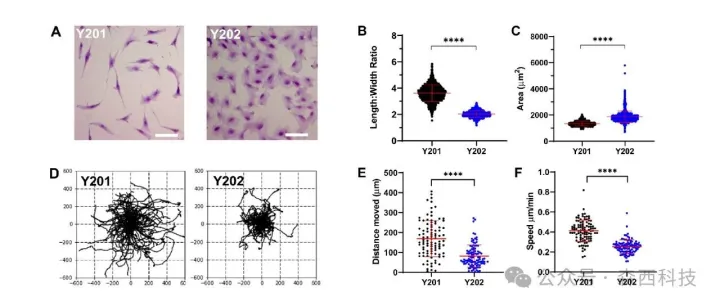 《<em>SCRT</em>》：Livecyte助力骨髓基质细胞的ECM研究