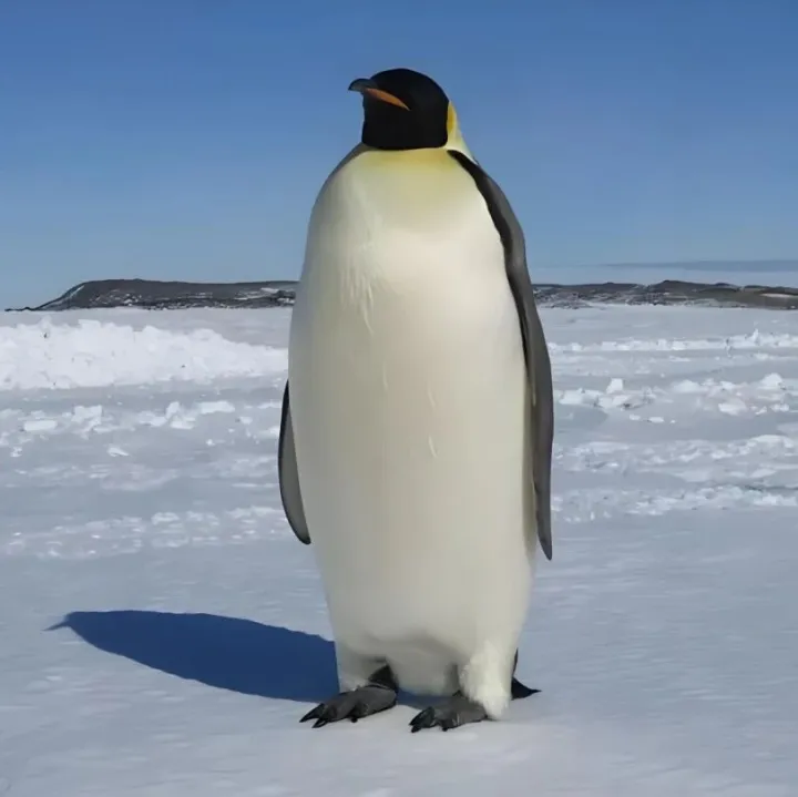 黄河清 | “<em>企鹅</em>”<em>中</em>的“企”是什么意思？