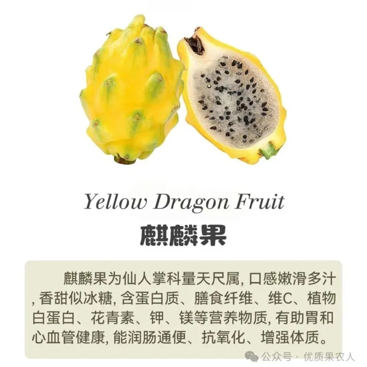 麒麟<em>果</em>/燕窝<em>果</em>