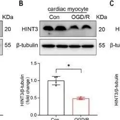 Adv Sci丨武汉大学唐其柱研究发现<em>HINT</em>3-HDAC1-SDHA轴是线粒体调控的关键通路