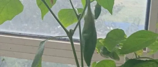 一次性内裤视频文案脚本