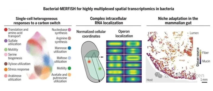 MERFISH揭示细菌基因表达谱，助力Nature热点“单细胞微生物分析”研究