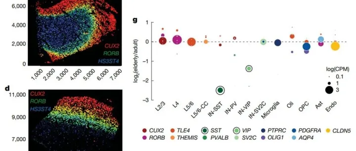 《Nature》重磅 | MERFISH原位单分子图谱精密绘制“人脑全生命周期衰老地图”