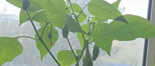 80老妈天一凉就咳嗽痰多