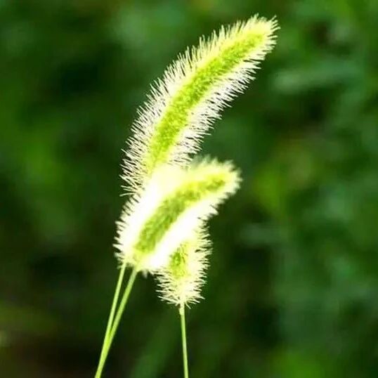 少阴全解:精读此篇少阴解义与提纲- 大数跨境