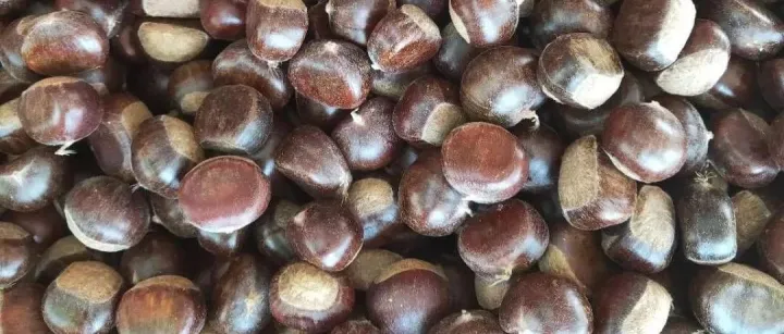 蒙阴“满意”｜刘鹏：<em>报价</em>批发山东蒙山板栗｜蒙阴县满意栗业（<em>广告</em>）