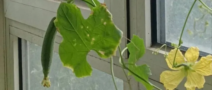 跨境全托管模式多多海外版