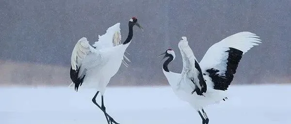 【睿捷专题分享会第六期】：期权与指数共舞——期权指增策略详解