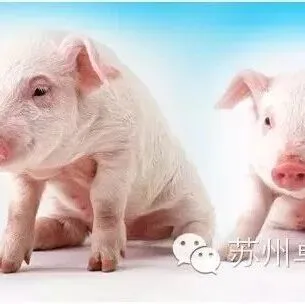 呕吐毒素的危机