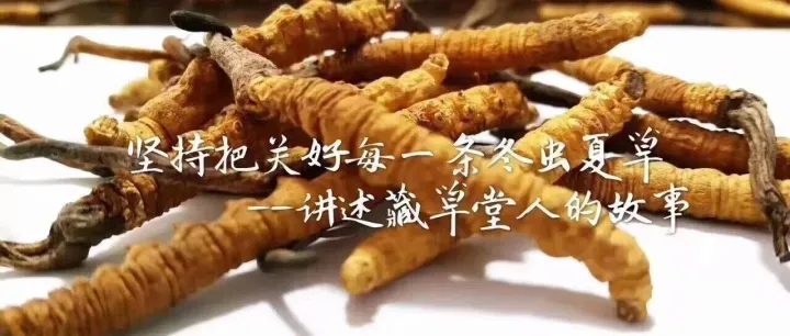 藏草堂微语之——『虫草怎么吃才好？』