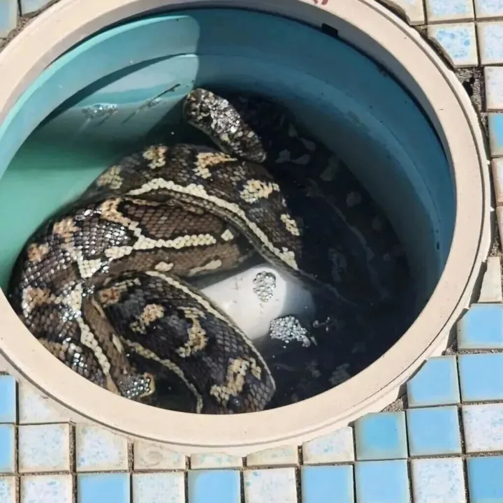 提醒 | 澳洲居民家后院泳池频现致命<em>毒蛇</em>，专家警告：业主需小心清理，以防<em>被</em>咬