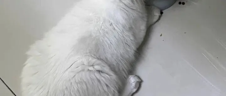 哪款国产猫粮性价比高？2025猫粮口碑好的前十名质量排行榜