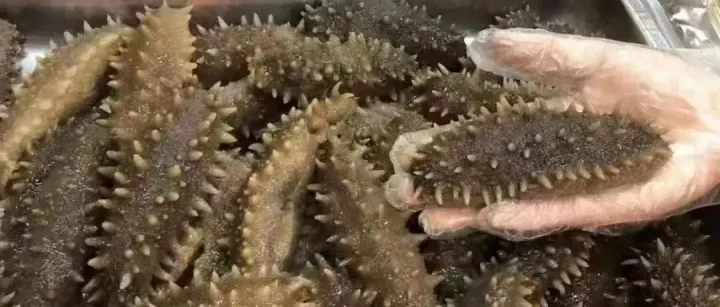 人参石斛炖海参