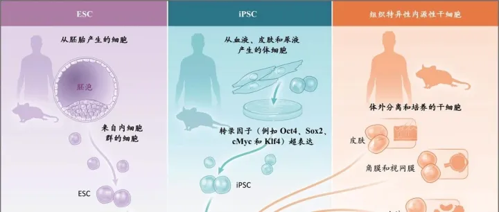 【原代干细胞转染最佳解决方案：】金简达GentleFect S30让干细胞转染后高效低毒干性存！