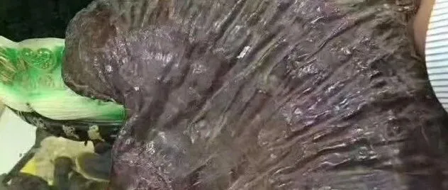 西藏<em>白</em><em>心</em>赤芝