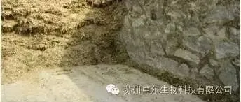 “警惕！青贮中的隐形威胁：令人担忧的霉菌毒素”