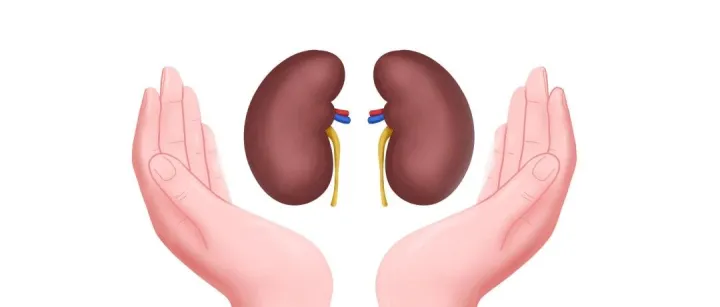 IF：12 I Biolinkedin® Protein A/G磁珠（L-1004）参与慢性肾病相关机制研究