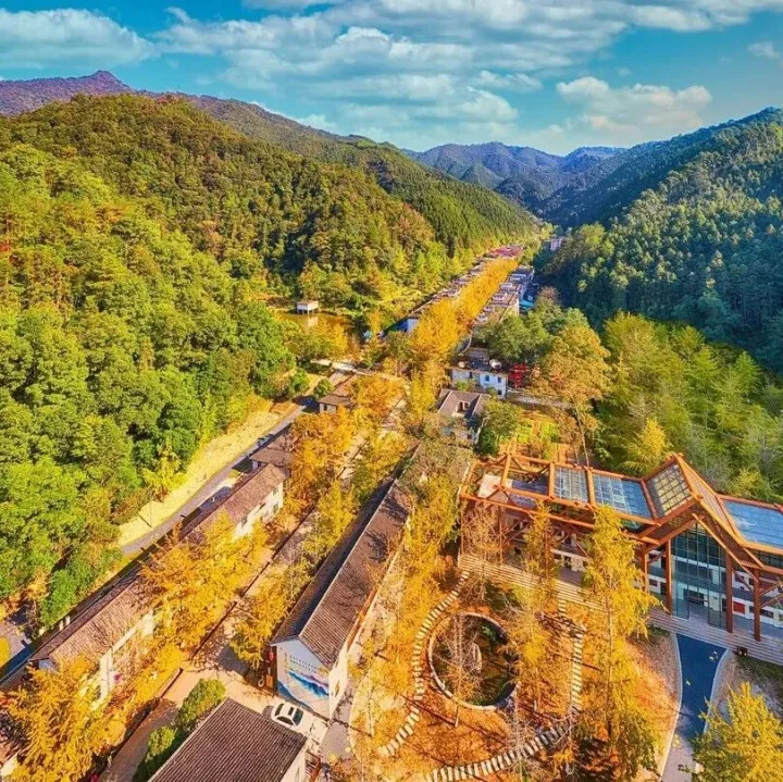 一场来自秋日的<em>金色</em>邀约：<em>香港</em>专列启程，满载银杏醉美风景