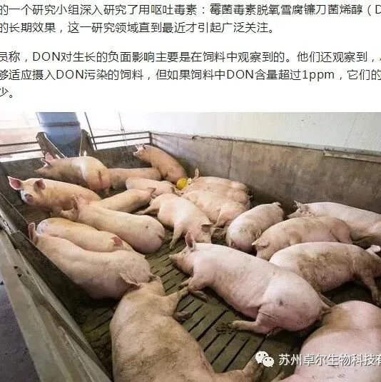 呕吐毒素对育肥猪的影响