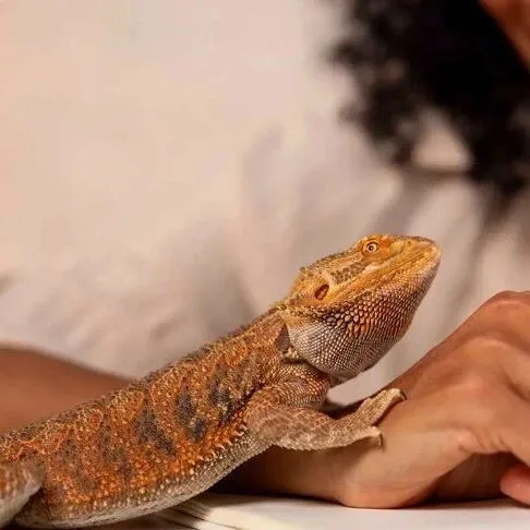 仓鼠、守宫、蜘蛛走红，宠物赛道变天了