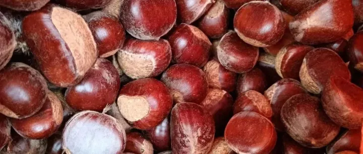 泰安“鑫盛”｜<em>张</em>鹏：批发出售泰山板栗｜泰安市鑫盛板栗购销（<em>广告</em>）