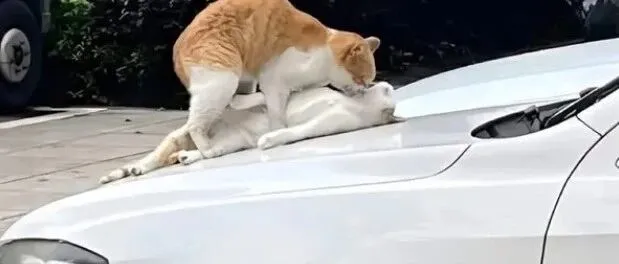 <em>神</em><em>吐</em>槽 | 真啤大衣