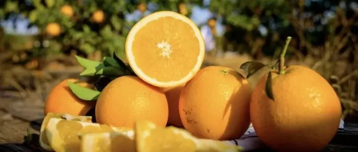 赣南脐橙<em>开</em>摘啦！采摘<em>点</em>看这里→