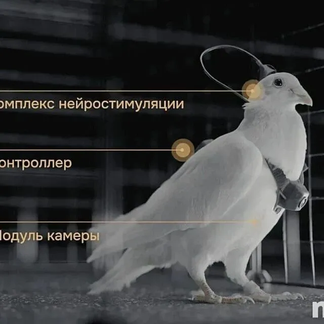 俄罗斯实现植入脑芯片的“生物无人机”鸽子用于监控