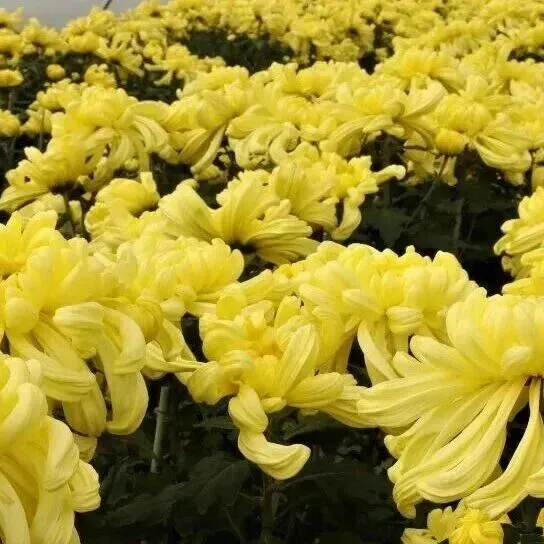 个头甜度<em>UP</em> <em>UP</em> <em>UP</em>！小榄食用菊提前迎来“黄金赏味期”