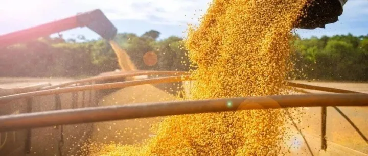 【巴西出海观察】巴西有望以创纪录粮食产量收官，全球"粮仓"地位再强化