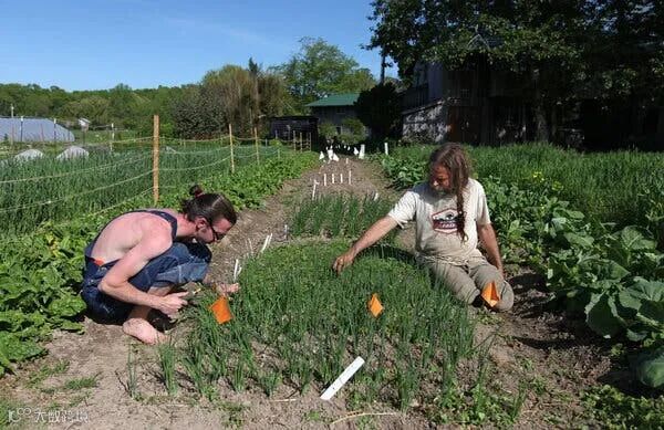 Two people gardening at Twin Oaks, an intentional community.