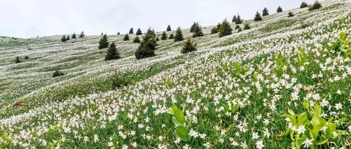 巴尔干语境中的蜜蜂<em>与</em><em>斯洛文尼亚</em>