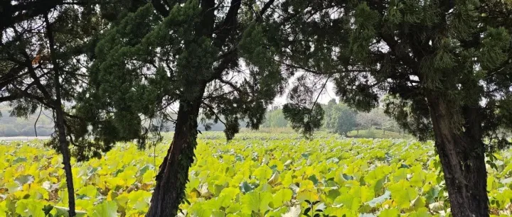 West <em>Lake</em> still inspires new generation