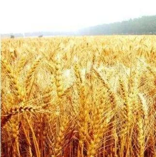 小麦行情持续<em>推</em>高  未来优<em>麦</em>市场可期