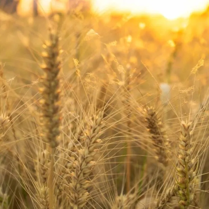 小麦行情持续<em>推</em>高  未来优<em>麦</em>市场可期