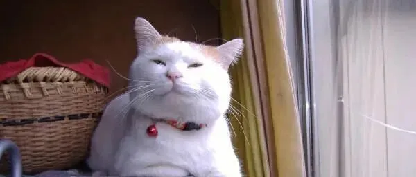 12月1日晚21:30，贵牌量少，微信urelaine666，不定时上新，卖完即删