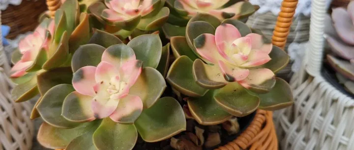 议论文：Do <em>sports</em> stars deserve high pay?