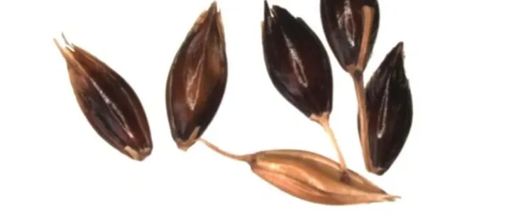 植物检疫丨一文读懂进境非指定加工粮食中重点检疫杂草