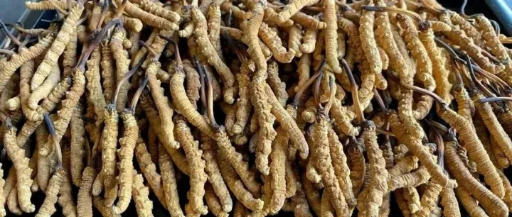 （2025年11月虫草最新报价）<em>那曲</em>虫草多少钱一克，<em>那曲</em>虫草4大辨别方法