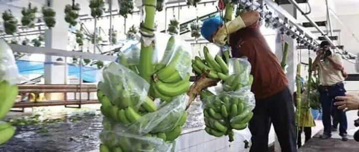 柬埔寨<em>对</em>RCEP的<em>出口额</em>超过80亿美元